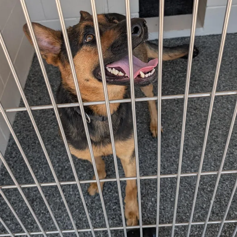 A young large-sized female Black Shepherd dog named Amanda for adoption in Buchanan Dam, TX