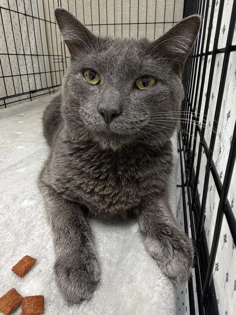 A young medium-sized male Domestic Short Hair cat named Gandalf for adoption in Pomona, NY