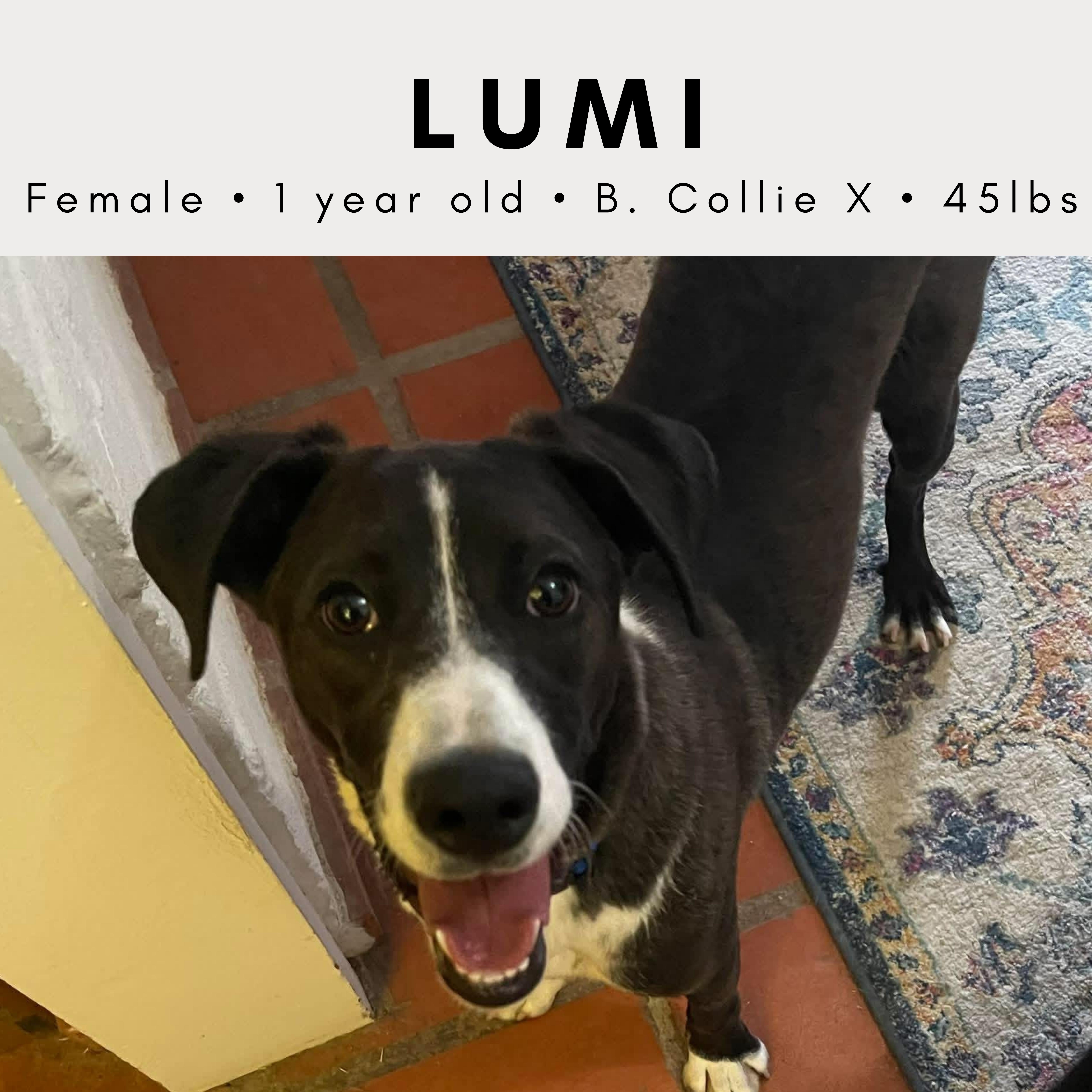 A young medium-sized female Black Border Collie dog named Lumi for adoption in Tucson, AZ