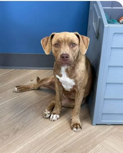 A young medium-sized female Mixed Breed dog named Darla for adoption in Appleton, WI