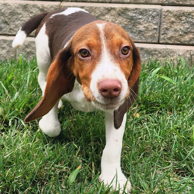 A baby medium-sized male Red / Chestnut / Orange Basset Hound dog named Emeril for adoption in Cincinnati, OH