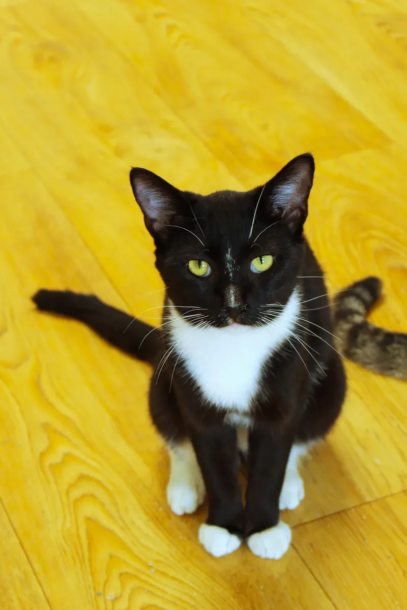 Ollie