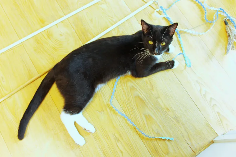 Ollie thumbnail 2
