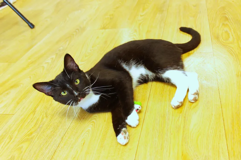 Ollie thumbnail 3
