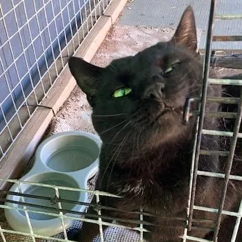 An adult medium-sized male Black Domestic Short Hair cat named Cody for adoption in Braintree, MA