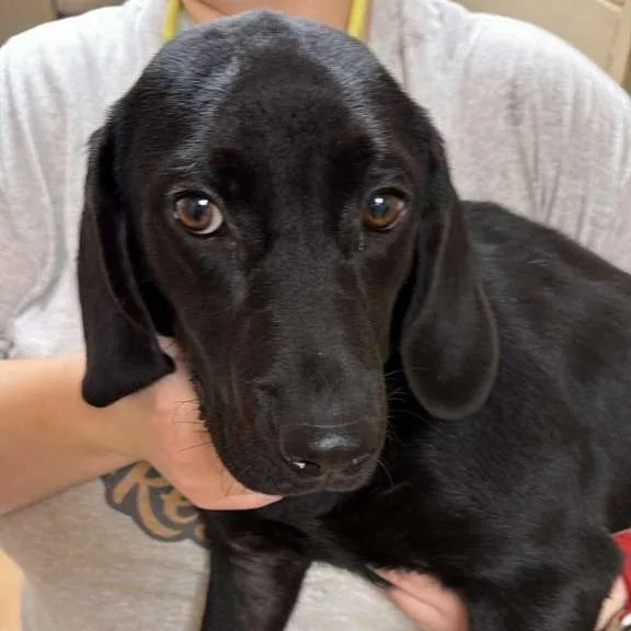 An adult medium-sized female Black Mixed Breed dog named Cocoa Powder for adoption in Gadsden, AL