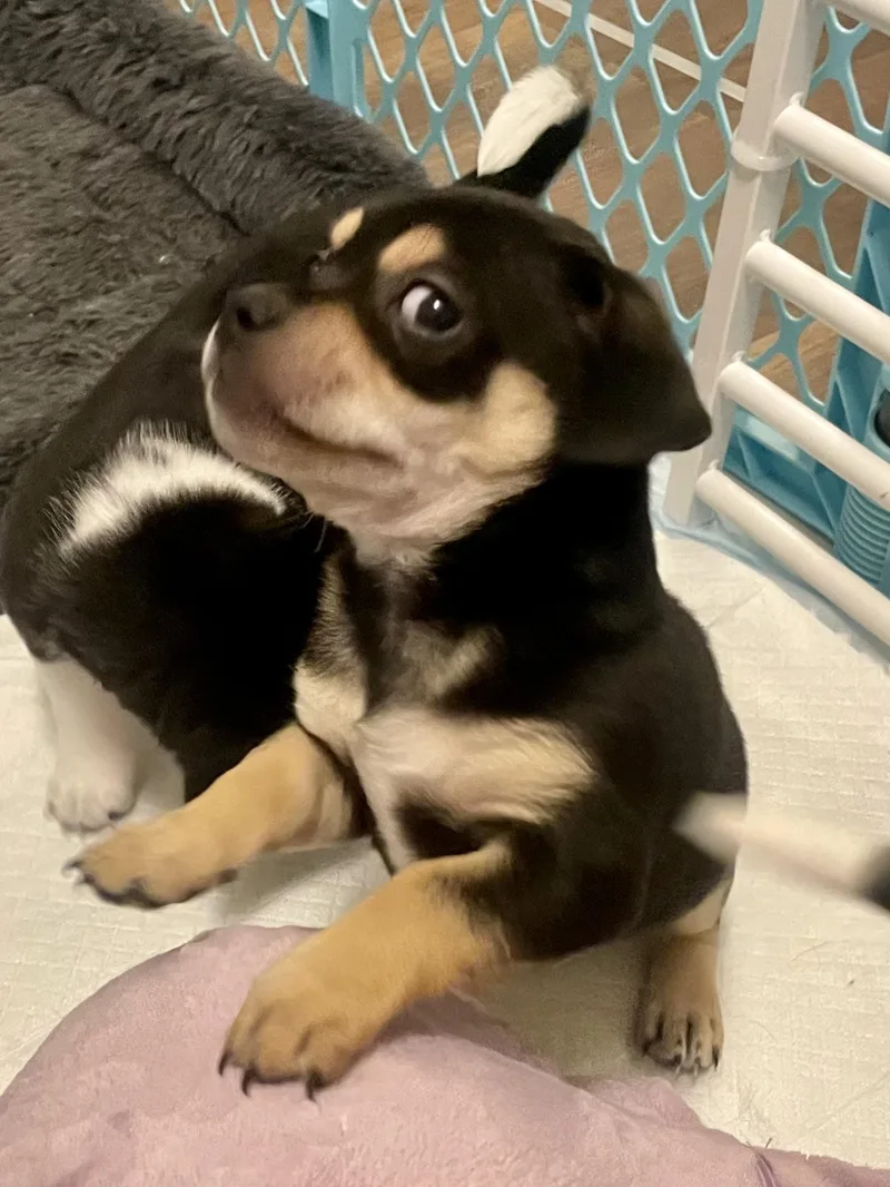 Coriander In Texarkana Tx thumbnail 3