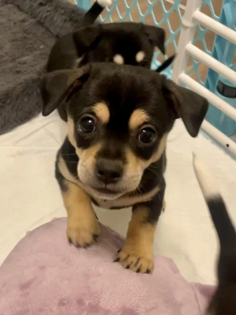 Coriander In Texarkana Tx thumbnail 4