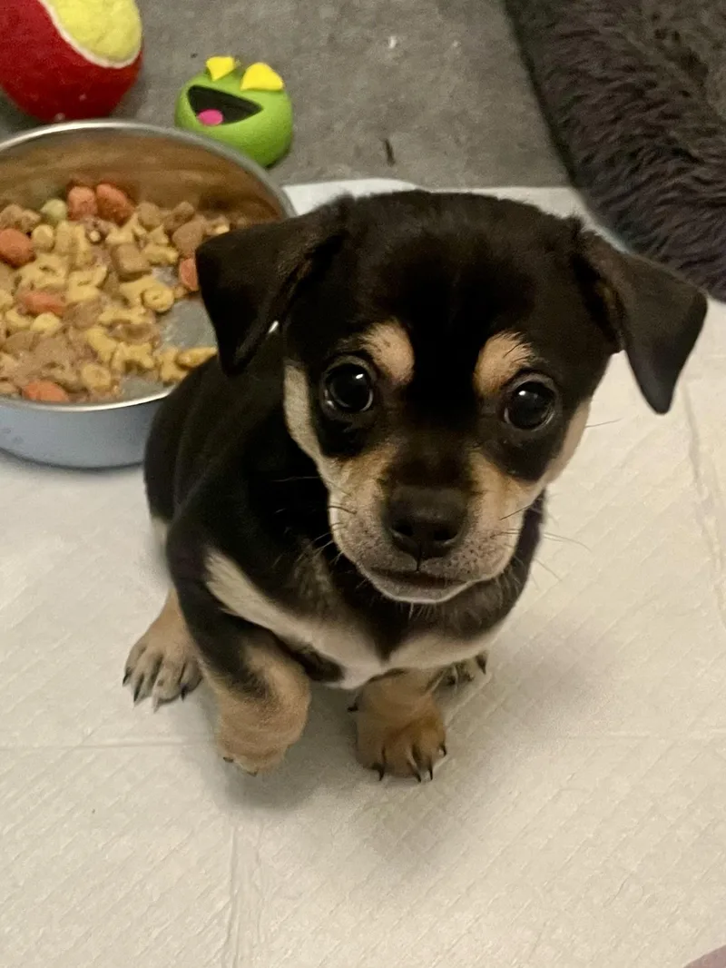 Coriander In Texarkana Tx thumbnail 5