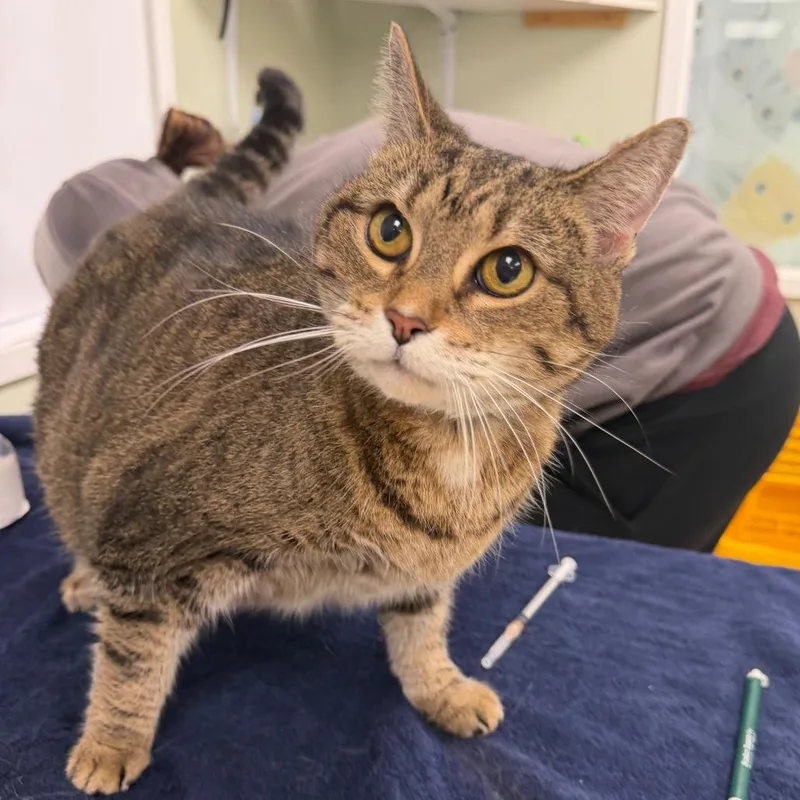 A senior large-sized female Brown / Chocolate Domestic Short Hair cat named Kit Kat for adoption in East Smithfield , PA
