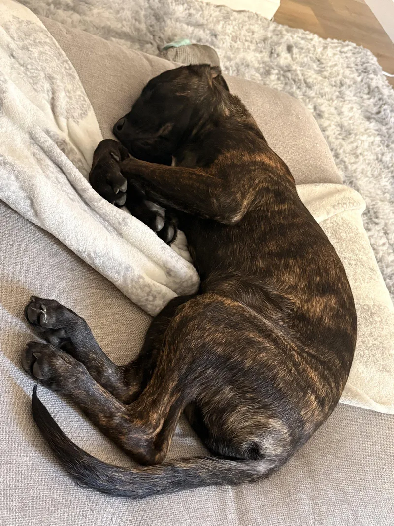 A baby large-sized male Dutch Shepherd dog named Max for adoption in San Diego, CA