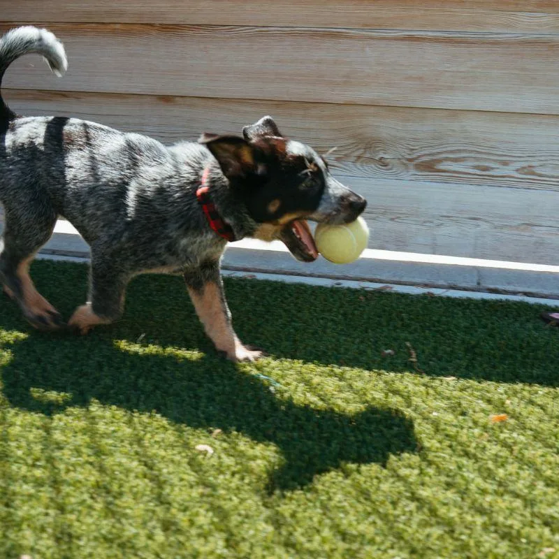 A baby medium-sized female Australian Cattle Dog / Blue Heeler dog named River for adoption in Jackson, WY