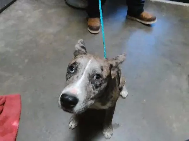 A young medium-sized female Australian Cattle Dog / Blue Heeler dog named Ross for adoption in Tulsa, OK