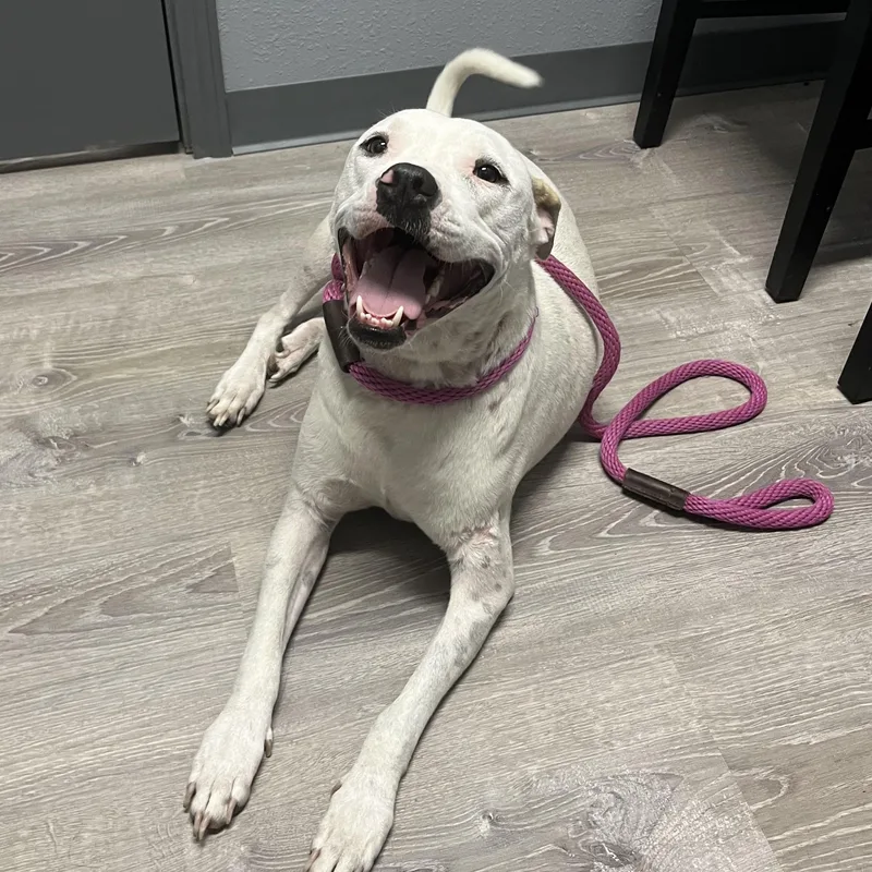 An adult medium-sized female White / Cream Labrador Retriever dog named Aria for adoption in Magnolia, TX
