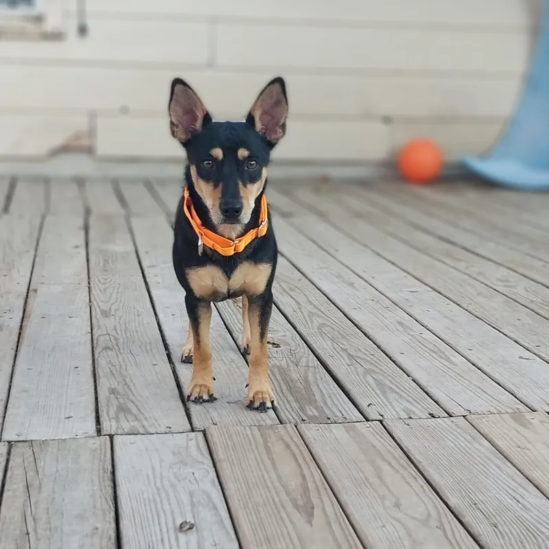 Alfie thumbnail 4