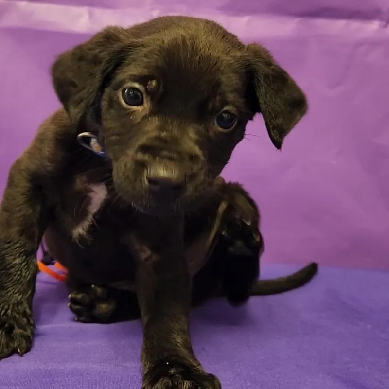 A baby small-sized male Black Mixed Breed dog named Neldon for adoption in North Myrtle Beach, SC