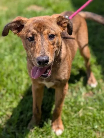 A young medium-sized male Retriever dog named Buckley for adoption in Gulfport, MS