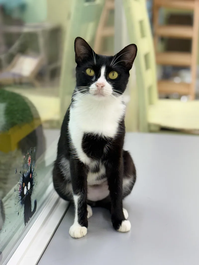 An adult medium-sized female Black & White / Tuxedo Domestic Short Hair cat named Jenny for adoption in Pawleys Island, SC