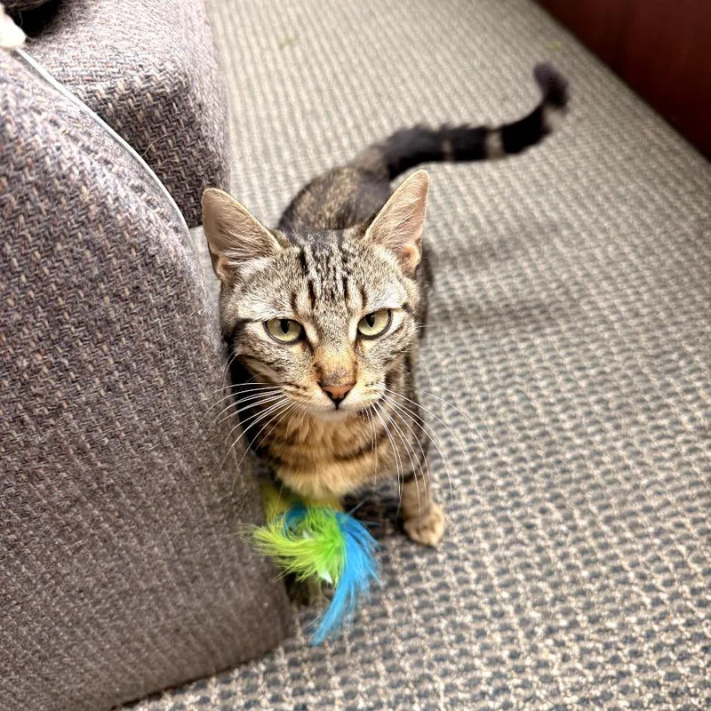 A young small-sized female Brown / Chocolate Domestic Short Hair cat named Princess Poppy for adoption in Pacific Palisades, CA