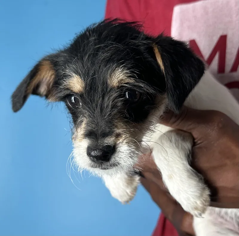 Kona  Local April thumbnail 2