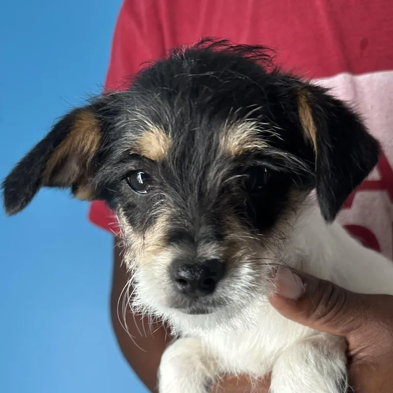 Kona  Local April thumbnail 3