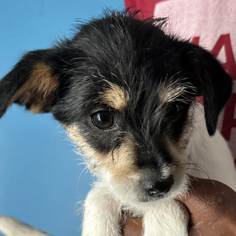 Kona  Local April thumbnail 4