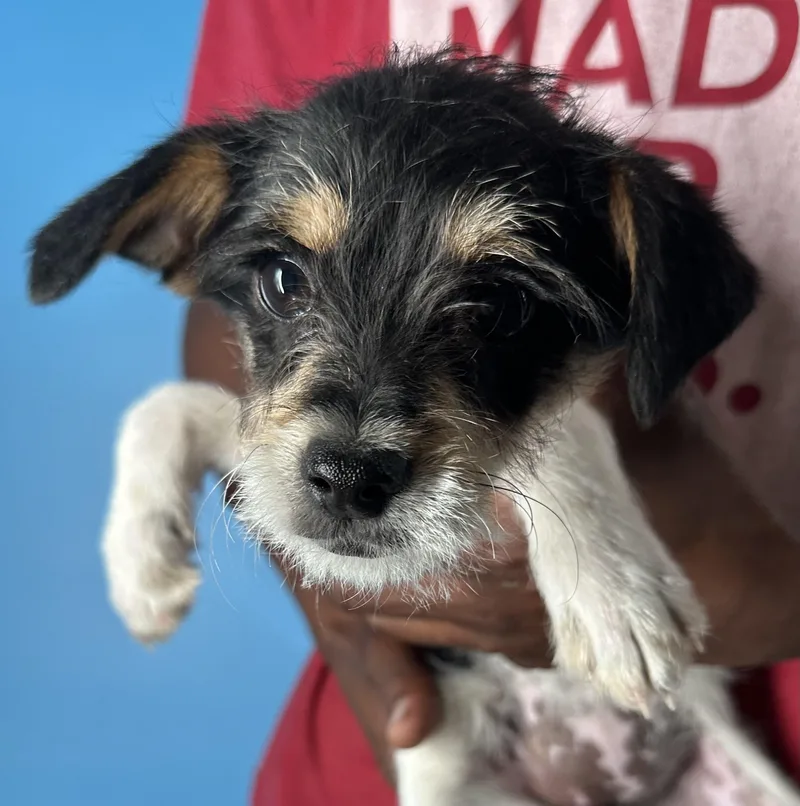 Kona  Local April thumbnail 5