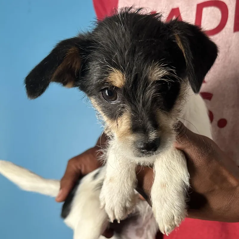 Kona  Local April thumbnail 6