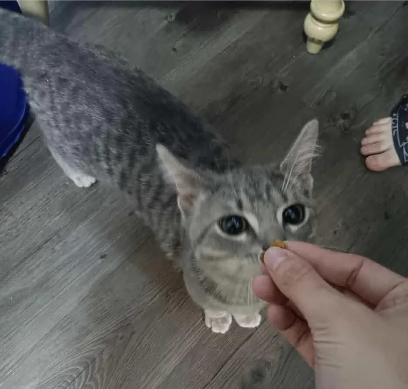 An adult medium-sized male Gray / Blue / Silver Domestic Short Hair cat named Lambert for adoption in Grand Rapids, MI