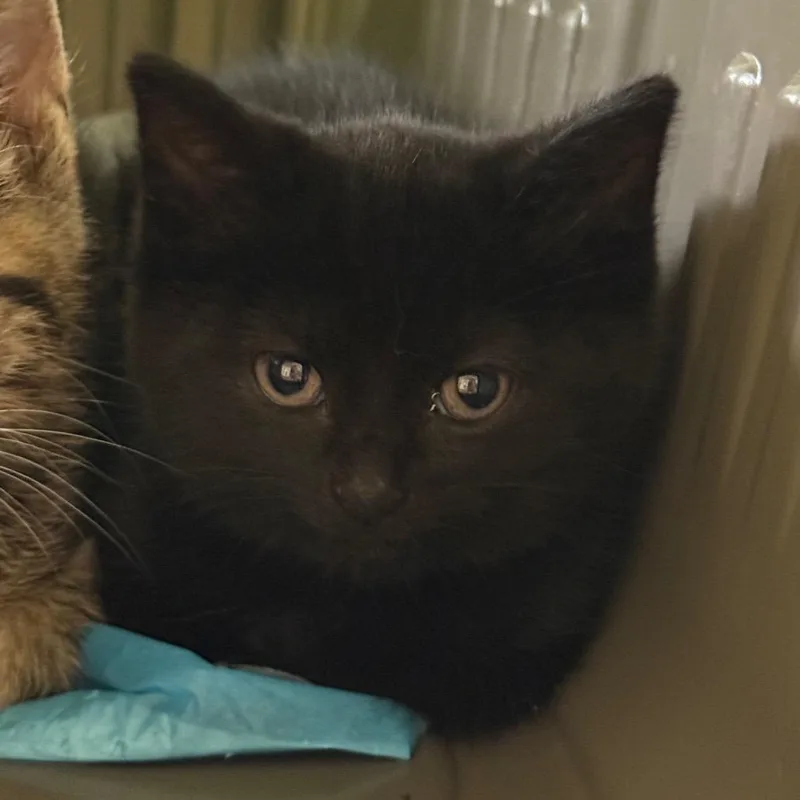 A baby medium-sized female Black Domestic Short Hair cat named Lighthouse for adoption in Fenton, MI