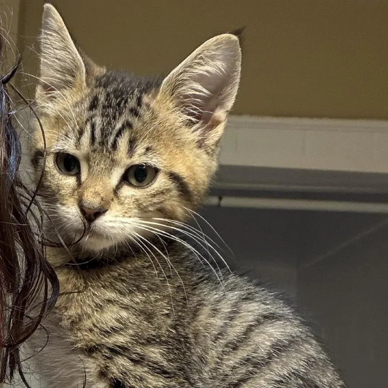 A baby small-sized female Brown / Chocolate Domestic Short Hair cat named Polly for adoption in Huntsville, AL