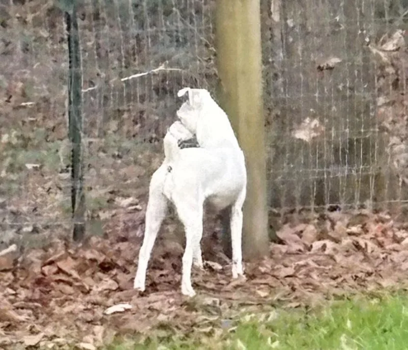 Princess In Houston  thumbnail 4