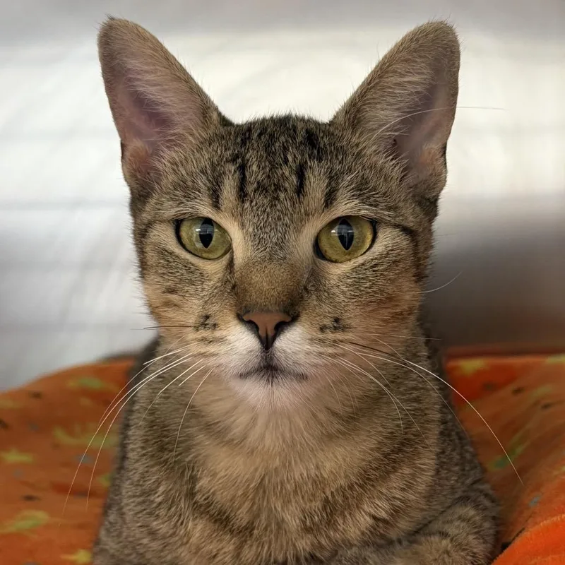 An adult medium-sized female Brown / Chocolate Domestic Short Hair cat named Scarlet for adoption in Emporia, KS
