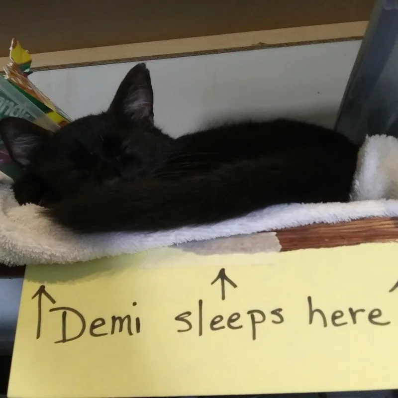 An adult medium-sized female Black Domestic Short Hair cat named Demi for adoption in Port Wentworth, GA