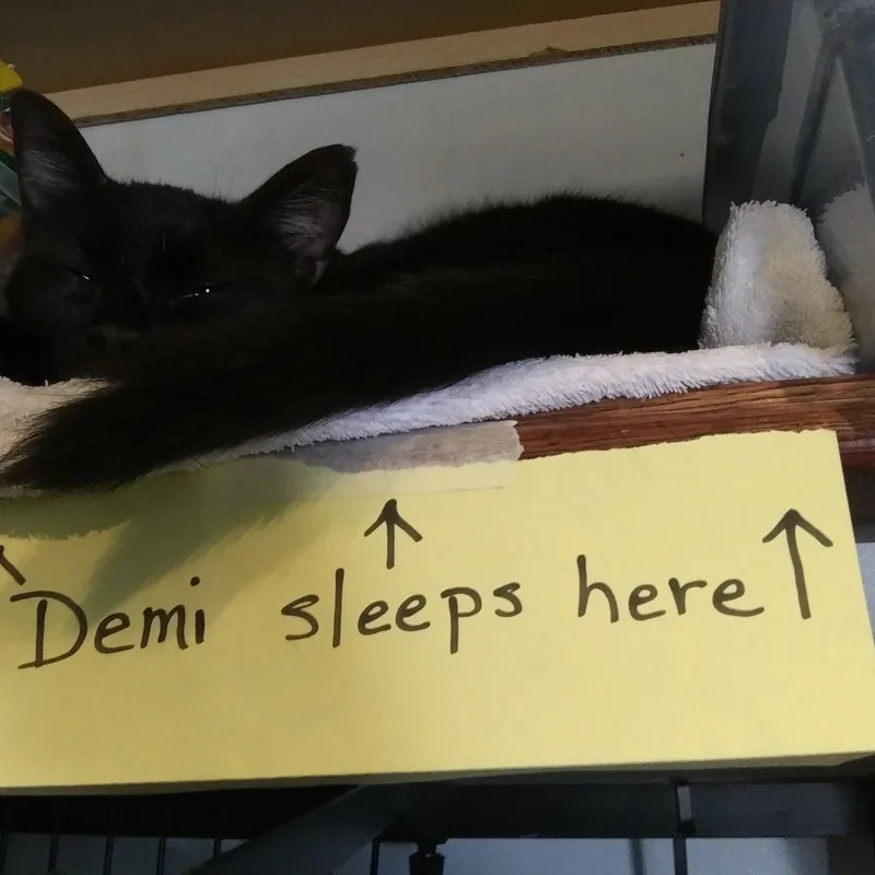 Demi thumbnail 2