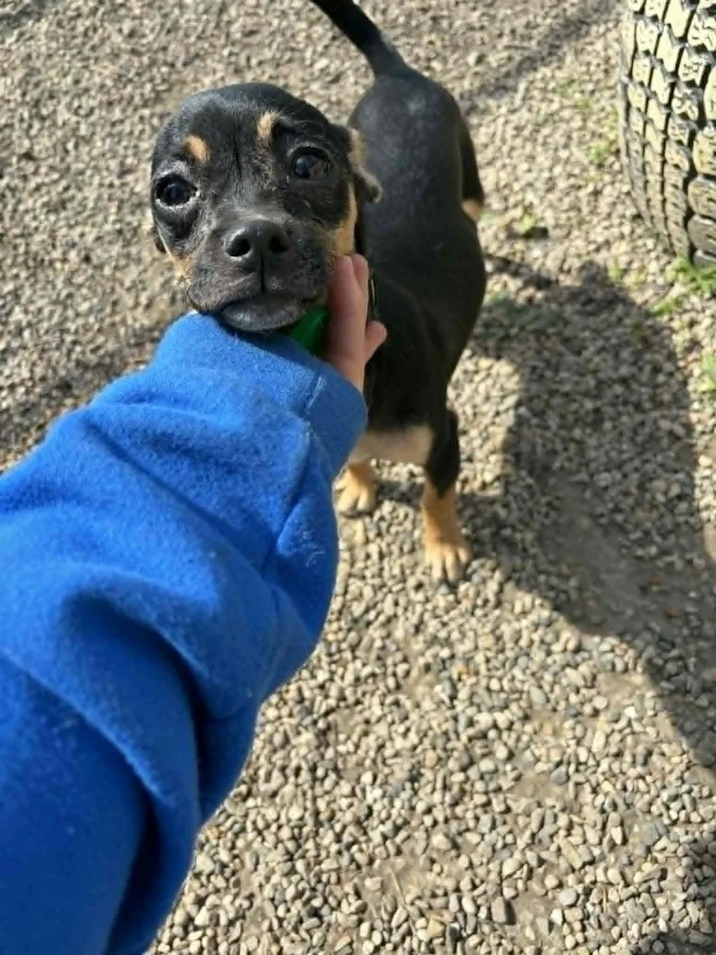 A young small-sized female Miniature Pinscher dog named Chelan for adoption in Mukwonago, WI