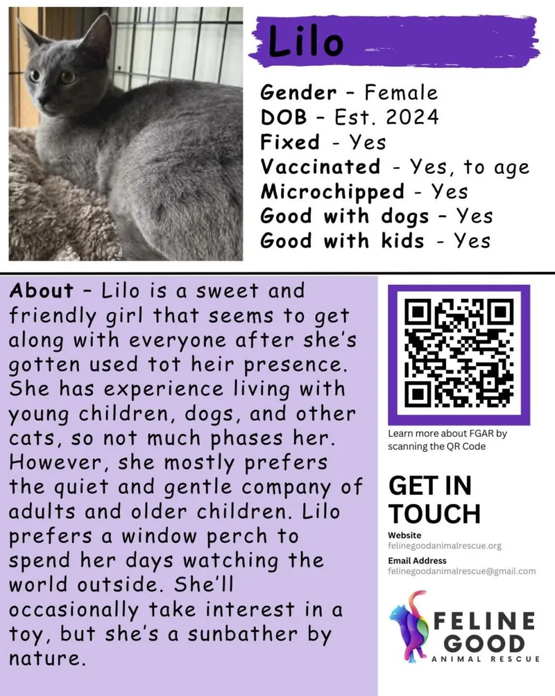 A young medium-sized female Gray / Blue / Silver Domestic Short Hair cat named Lilo for adoption in Eugene, OR