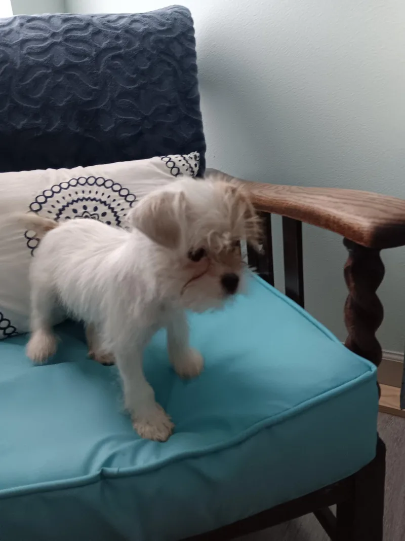 A baby small-sized female Chihuahua dog named Cleo for adoption in Bradenton, FL
