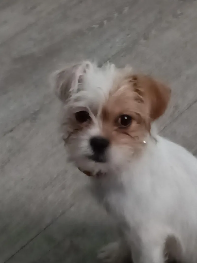 Cleo thumbnail 2