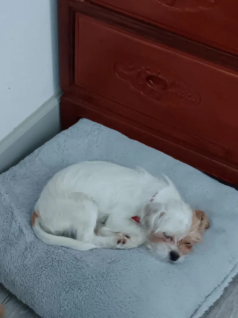 Cleo thumbnail 3