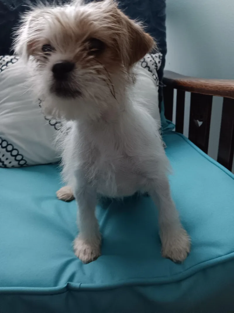Cleo thumbnail 4