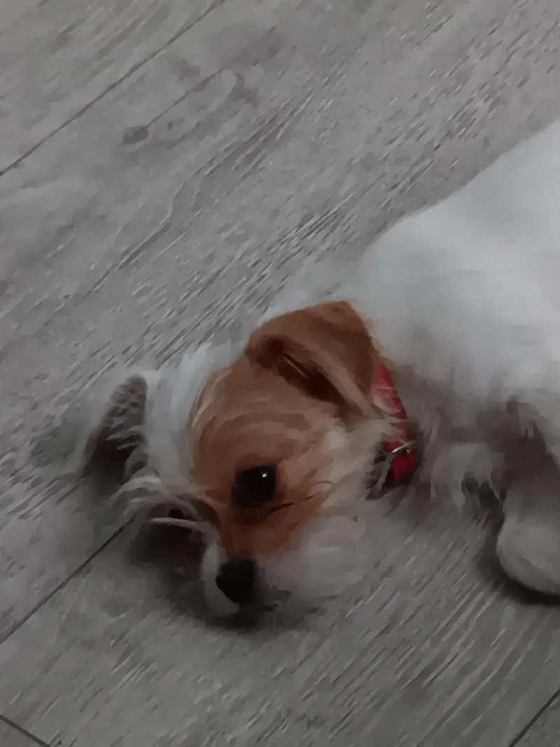Cleo thumbnail 5