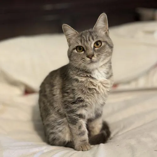 A baby small-sized female Tabby cat named Paisley for adoption in Knoxville, TN