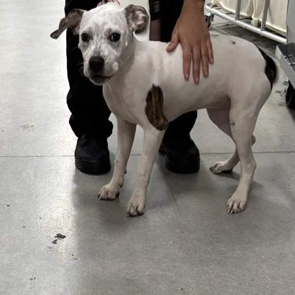 A young medium-sized female Australian Cattle Dog / Blue Heeler dog named Cinnamon for adoption in Des Moines, IA