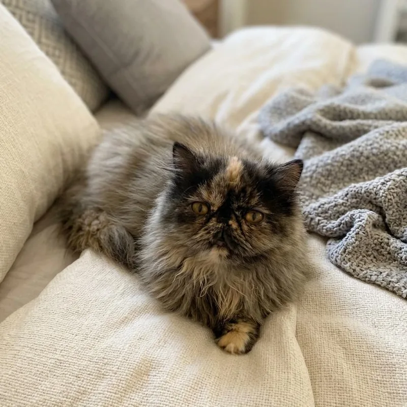 An adult medium-sized female Dilute Tortoiseshell Persian cat named Smulchie Purebred Persian for adoption in Allen, TX