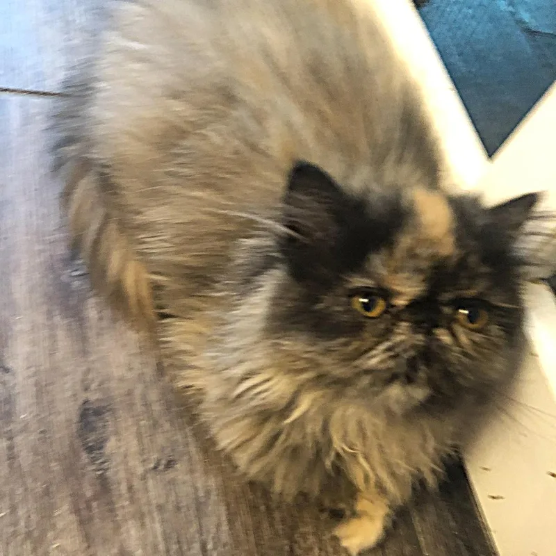 Smulchie Purebred Persian thumbnail 2
