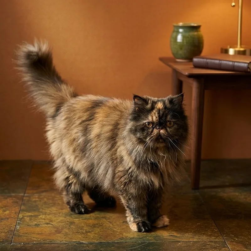 Smulchie Purebred Persian thumbnail 3