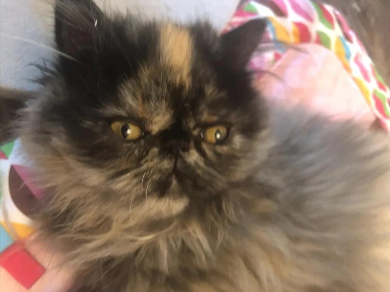 Smulchie Purebred Persian thumbnail 4
