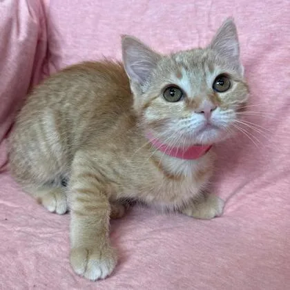 A baby small-sized female Domestic Short Hair cat named Charlotte for adoption in Janesville, WI