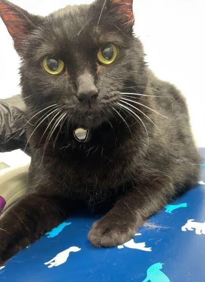 An adult extra large-sized male Domestic Short Hair cat named Binx for adoption in Sevierville, TN